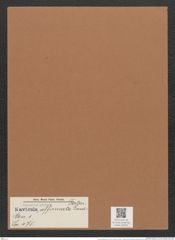 Navicula affirmata Lend.-Fortm. (de-Toni-Nr.: Genus 1, Species 475) Zeichnungen Sammlung Grunow Mappe 00420 (Herbarium_W_Grunow_drawings_Folder_00420)